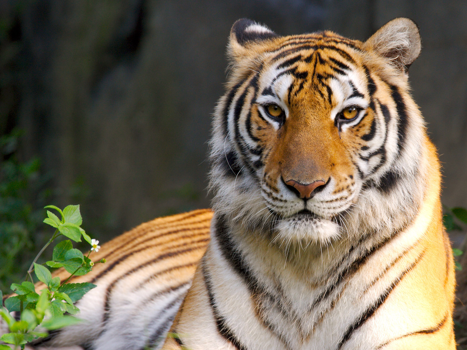 Beauty of Tiger31075708 - Beauty of Tiger - Tiger, Scuddle, Beauty